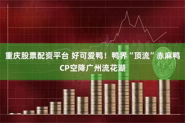 重庆股票配资平台 好可爱鸭！鸭界“顶流”赤麻鸭CP空降广州流花湖